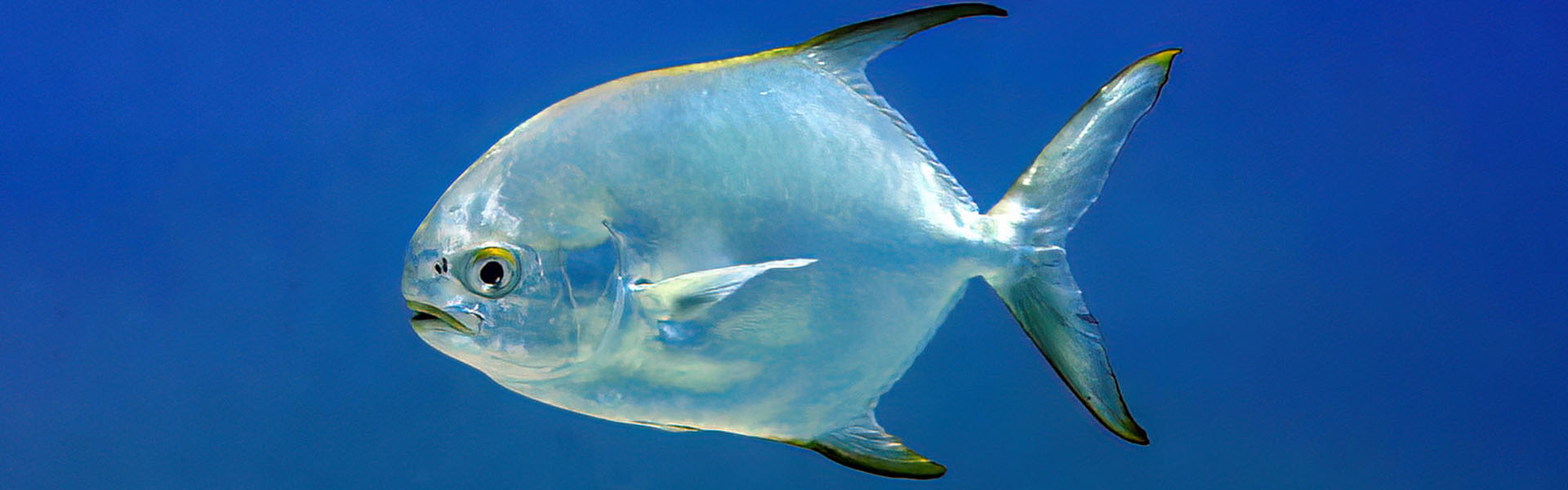 The Snubnose Pompano